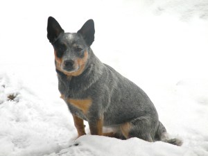 One of my lovely clients, who is feeling better after working hard on her home exercise programme!