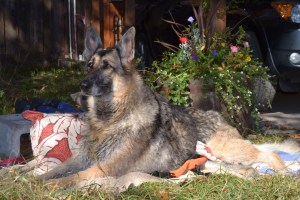 Ember (Emmy) is one of my newest clients. Here she is enjoying time outside in the sun.