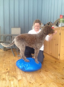 Chase on Balance Disc