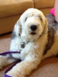 Harvey is my case study subject. He recently had knee surgery and is doing well with his rehabilitation.