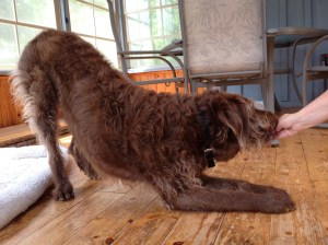 Hartley performing the 'play bow'. 