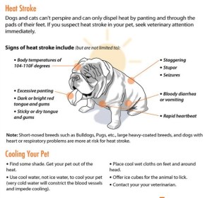 Heatstroke in dogs. 