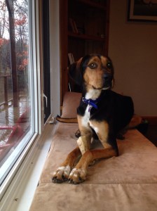 Jimmy has made a good recovery with treatment following his elbow surgery. Here is what his owner had to say