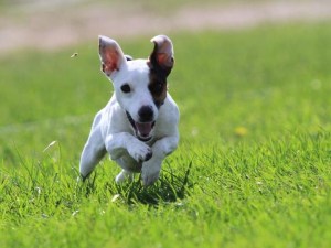 I am working with Skeet to improve his core stability and help his agility performance.