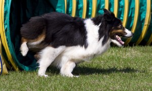 Chica is an agility champion! We are working on her strength and flexibility.