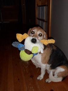 I am working with Scooter on strengthening his back legs.