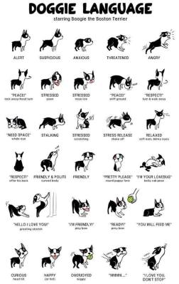 Canine Body Language